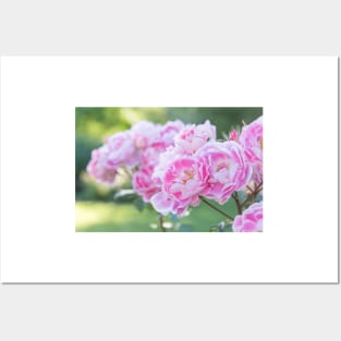 Pink and White Roses in Garden Posters and Art